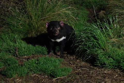 After Dark Tasmanian Devil Feeding Tour At Cradle Mountain - Tourism Brisbane 1