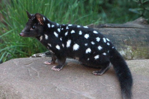 After Dark Tasmanian Devil Feeding Tour At Cradle Mountain - Tourism Brisbane 5
