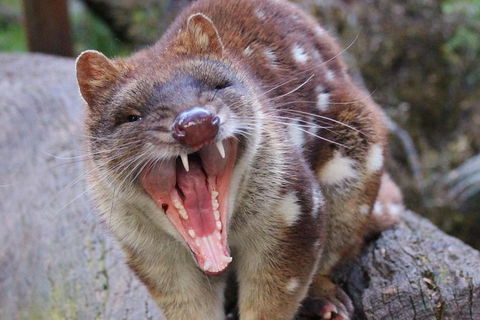 After Dark Tasmanian Devil Feeding Tour At Cradle Mountain - Tourism Brisbane 4
