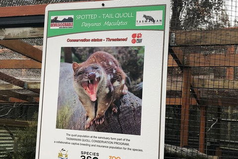 After Dark Tasmanian Devil Feeding Tour At Cradle Mountain - Tourism Brisbane 2