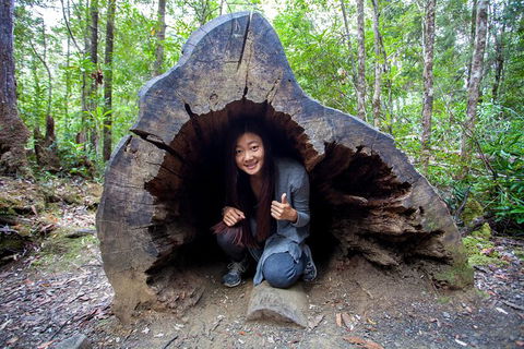 Tahune Airwalk Active Day Trip From Hobart Including Hastings Caves - Tourism Brisbane 5
