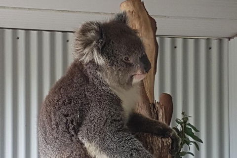 Shore Excursion: Coast, Caves And Wildlife Park - 8 Hour Tour - Tourism Brisbane 11