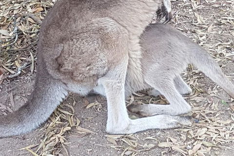 Shore Excursion: Coast, Caves And Wildlife Park - 8 Hour Tour - Tourism Brisbane 19