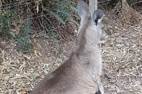 Shore Excursion: Coast, Caves And Wildlife Park - 8 Hour Tour - Tourism Brisbane 9