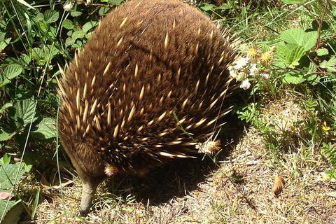 Shore Excursion: Coast, Caves And Wildlife Park - 8 Hour Tour - Tourism Brisbane 18