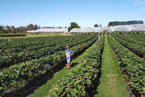 Tamar Valley Food And Wine Boutique Tours - Tourism Brisbane 21