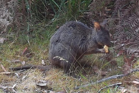 Cruise Ship Excursion: NW Tassie Coastal Explorer - Tourism Brisbane 5