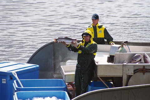 Afternoon Gordon River Dinner Cruise - Departing 3pm - Brisbane Tourism 3