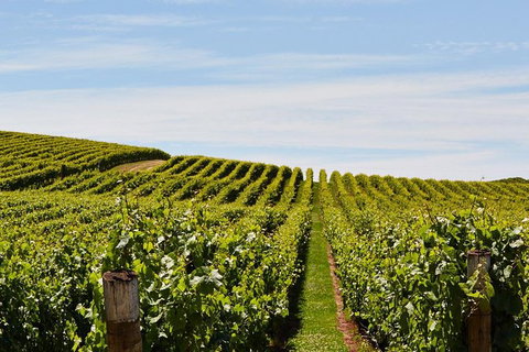 Launceston Wine & Sightseeing Tours - Tourism Brisbane 3