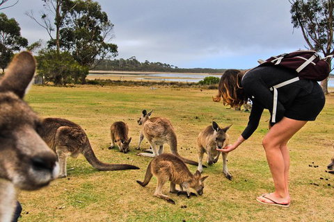 4-Day Fabulous Tasmania Tour: Wineglass Bay, Port Arthur, Devils & Bruny Island - Brisbane Tourism 5