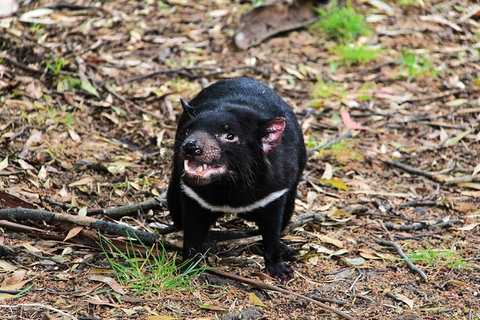 4-Day Fabulous Tasmania Tour: Wineglass Bay, Port Arthur, Devils & Bruny Island - Brisbane Tourism 4