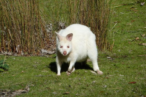 4-Day Fabulous Tasmania Tour: Wineglass Bay, Port Arthur, Devils & Bruny Island - Brisbane Tourism 2