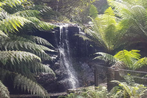 Mt. Wellington Morning Hike + Afternoon Beer & History Walk - Tourism Brisbane 16