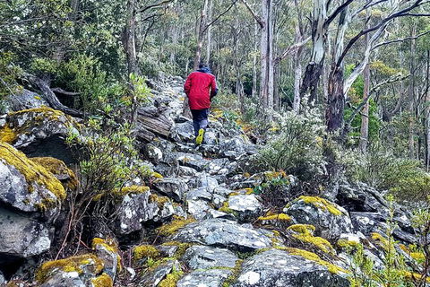 Mt. Wellington Morning Hike + Afternoon Beer & History Walk - Tourism Brisbane 8