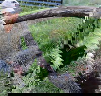 1-Hour Tasmanian Devil Feeding Day Tour at Cradle Mountain - Tourism Brisbane