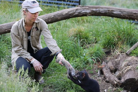 1-Hour Tasmanian Devil Feeding Day Tour At Cradle Mountain - Tourism Brisbane 0