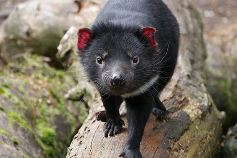 1-Hour Tasmanian Devil Feeding Day Tour At Cradle Mountain - Tourism Brisbane 1