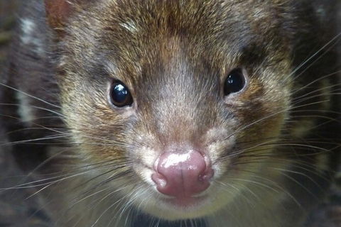 1-Hour Tasmanian Devil Feeding Day Tour At Cradle Mountain - Tourism Brisbane 2