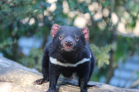 1-Hour Tasmanian Devil Feeding Day Tour At Cradle Mountain - Tourism Brisbane 5