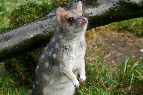 1-Hour Tasmanian Devil Feeding Day Tour At Cradle Mountain - Tourism Brisbane 3