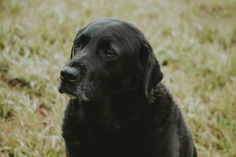 Daylesford Private, Corporate, Group Wine Tours: Wine, Cider, Gin, Vodka, Port! - Brisbane Tourism 4