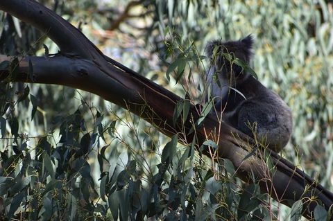 Great Ocean Road Tour Plus Koalas, Forest Walk And Morning Tea. - Tourism Brisbane 2