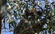 Great Ocean Road Tour Plus Koalas, Forest Walk And Morning Tea. - thumb 6