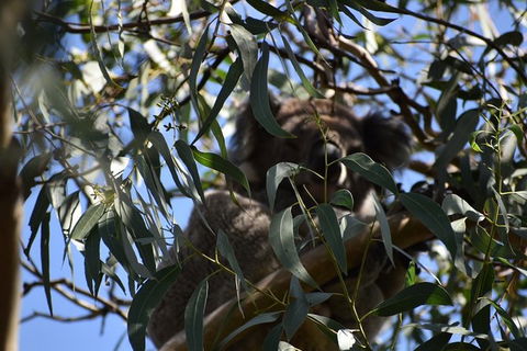 Great Ocean Road Tour Plus Koalas, Forest Walk And Morning Tea. - Tourism Brisbane 6