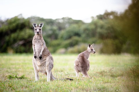 LGBT+ Friendly 3 Day Tour The Grampians, Daylesford & Ballarat - Brisbane Tourism 2