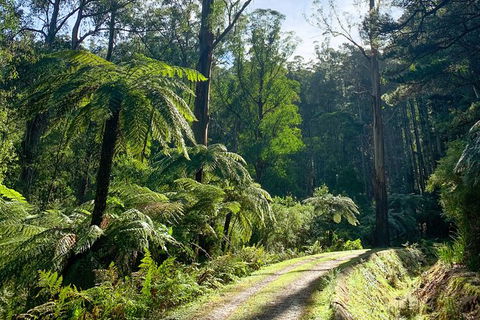 Hiking Tour To Aqueduct And Warburton Valley Lookout - Tourism Brisbane 1