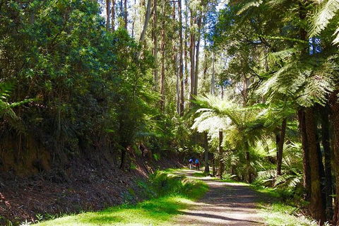 Half-Day Biking Activity From Aqueduct To California Redwoods - Tourism Brisbane 2