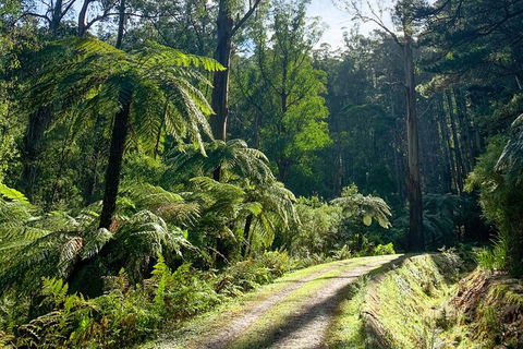 Half-Day Biking Activity From Aqueduct To California Redwoods - Tourism Brisbane 1