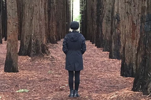 Half-Day Biking Activity From Aqueduct To California Redwoods - Tourism Brisbane 0