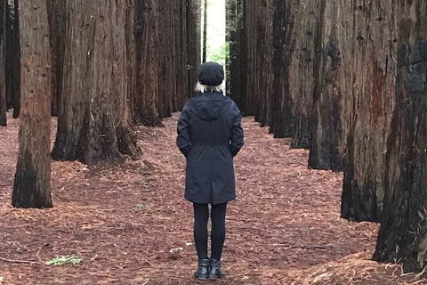 Private Aqueduct To California Redwoods Hiking Tour - Tourism Brisbane 1