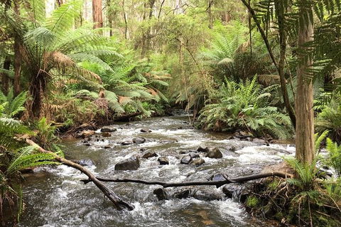 Private Aqueduct To California Redwoods Hiking Tour - Tourism Brisbane 3