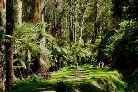 Private Aqueduct To California Redwoods Hiking Tour - Tourism Brisbane 2