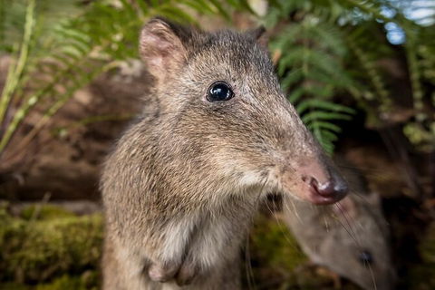 Walk With Wildlife: Guided Tour In Great Ocean Road - Tourism Brisbane 1