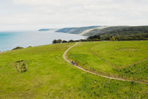 Walk With Wildlife: Guided Tour In Great Ocean Road - Tourism Brisbane 3