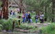 Walk With Wildlife: Guided Tour In Great Ocean Road - thumb 4