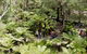 Walk With Wildlife: Guided Tour In Great Ocean Road - thumb 6