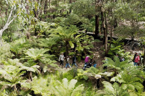 Walk With Wildlife: Guided Tour In Great Ocean Road - Tourism Brisbane 6