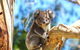 Walk With Wildlife: Guided Tour In Great Ocean Road - thumb 2