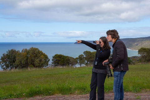 Walk With Wildlife: Guided Tour In Great Ocean Road - Tourism Brisbane 5
