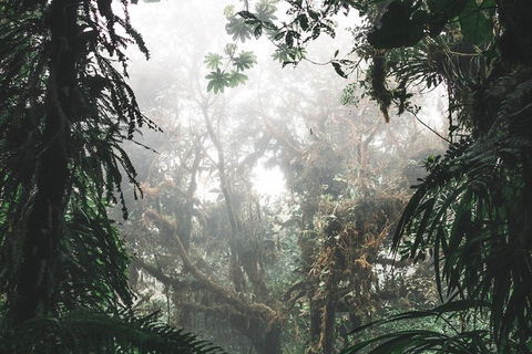 Small Group - Dandenong Ranges, Puffing Billy & Healesville Sanctuary Day Tour - Tourism Brisbane 3