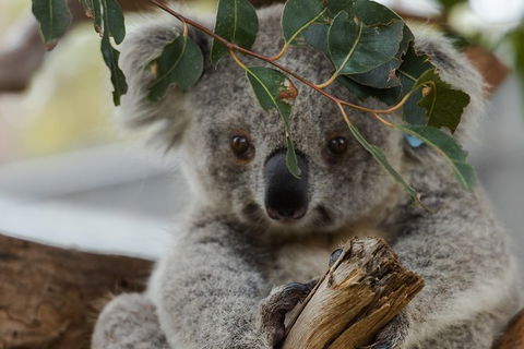 Small Group - Dandenong Ranges, Puffing Billy & Healesville Sanctuary Day Tour - Tourism Brisbane 5