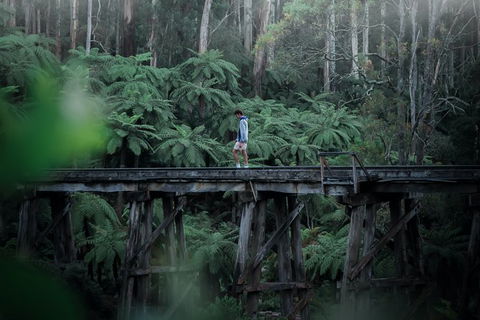 Small Group - Dandenong Ranges, Puffing Billy & Healesville Sanctuary Day Tour - Tourism Brisbane 1