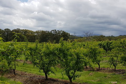 Day Tour Of Yarra Valley Puffing Billy And Rayners Orchard - Brisbane Tourism 42