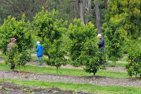 Day Tour Of Yarra Valley Puffing Billy And Rayners Orchard - Brisbane Tourism 1