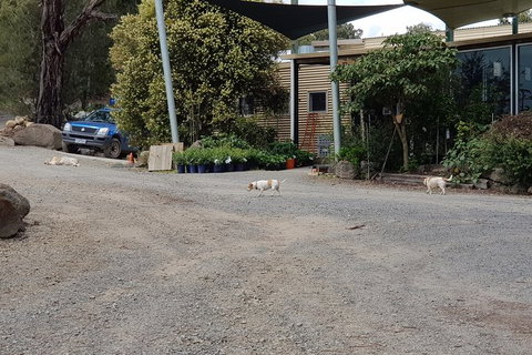 Day Tour Of Yarra Valley Puffing Billy And Rayners Orchard - Brisbane Tourism 26