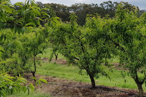 Day Tour Of Yarra Valley Puffing Billy And Rayners Orchard - Brisbane Tourism 49